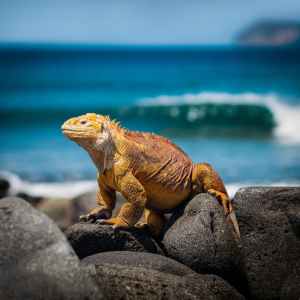 orange iguana standing on rocks