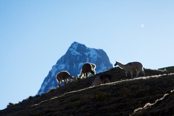Lares Trail Lamas
