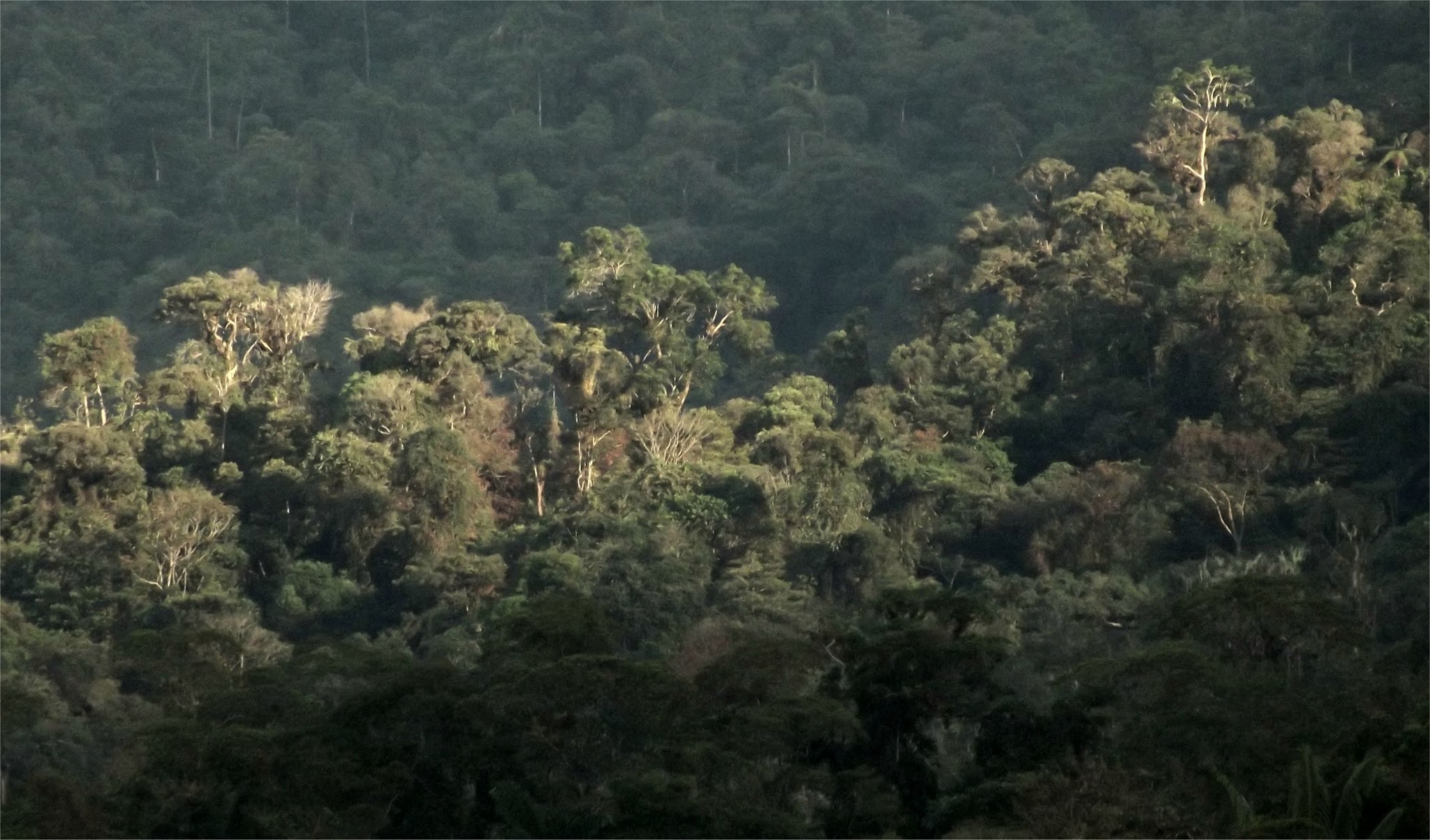 Bergregenwald Amazonas